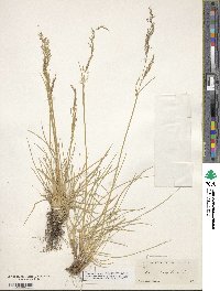 Deschampsia cespitosa image