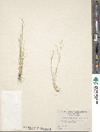 Deschampsia danthonioides image