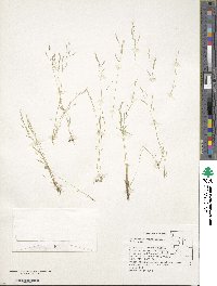 Deschampsia danthonioides image