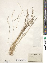 Deschampsia danthonioides image