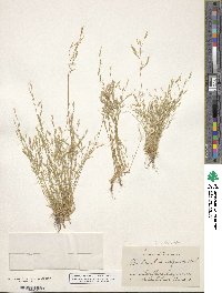 Deschampsia danthonioides image