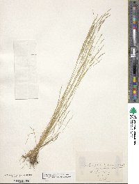 Deschampsia danthonioides image