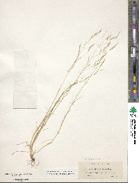 Deschampsia danthonioides image