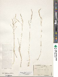 Deschampsia danthonioides image