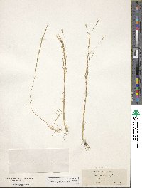 Deschampsia danthonioides image