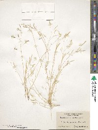 Deschampsia danthonioides image