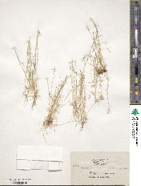 Deschampsia danthonioides image