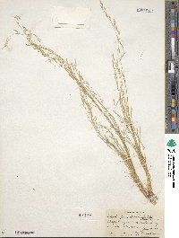 Deschampsia danthonioides image