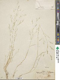 Deschampsia danthonioides image