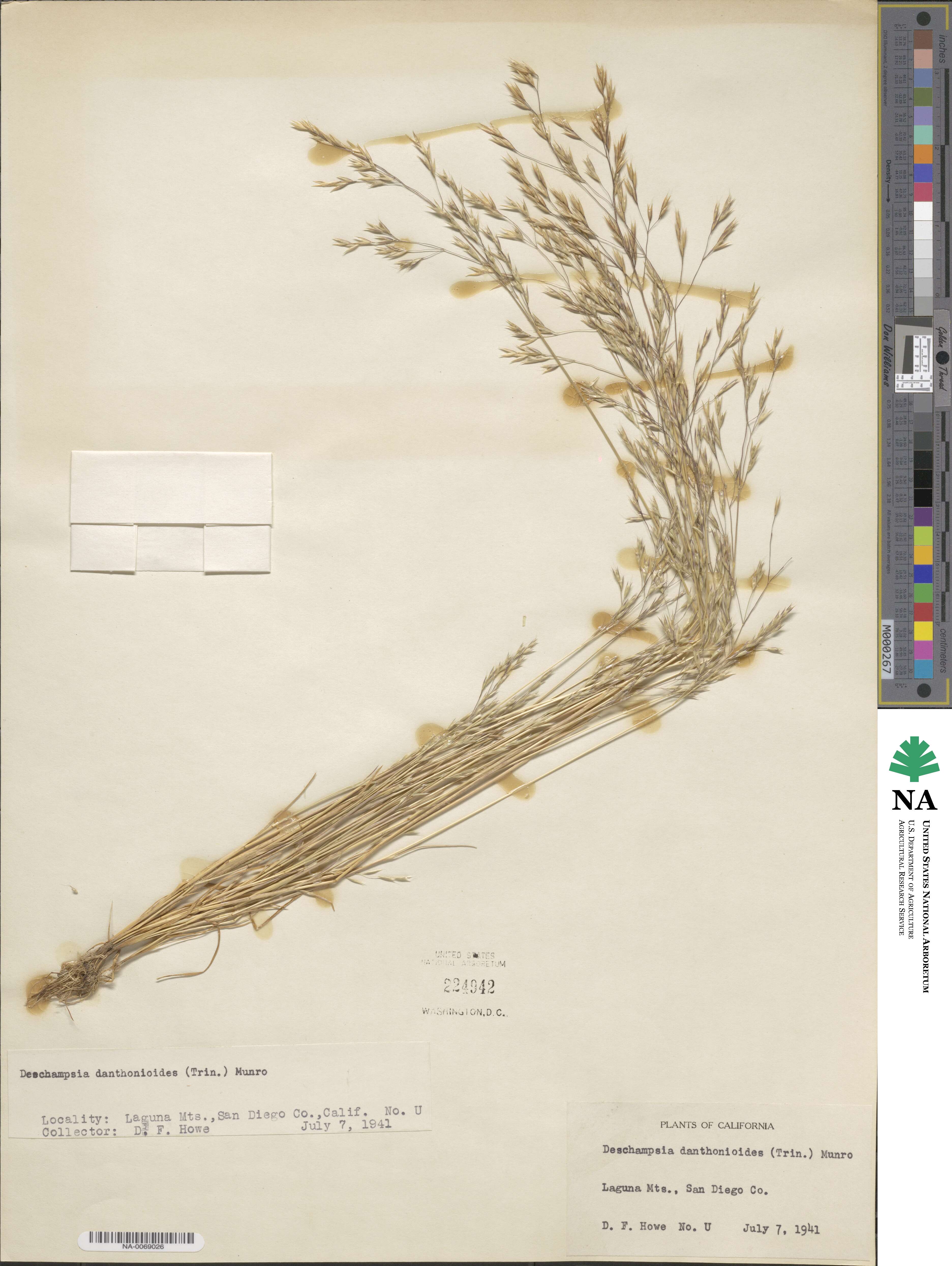 Deschampsia danthonioides image