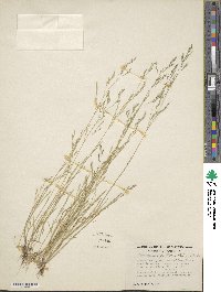 Deschampsia danthonioides image