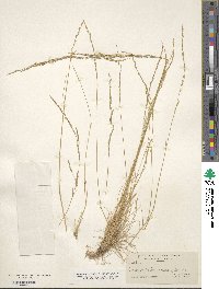 Deschampsia elongata image