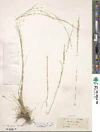 Deschampsia elongata image