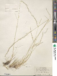 Deschampsia elongata image