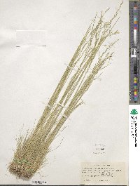 Deschampsia elongata image