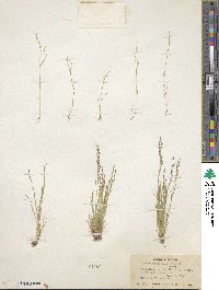 Deschampsia elongata image