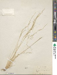 Deschampsia elongata image