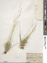 Deschampsia elongata image