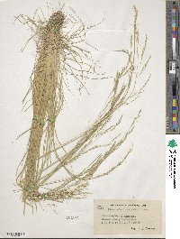 Deschampsia elongata image