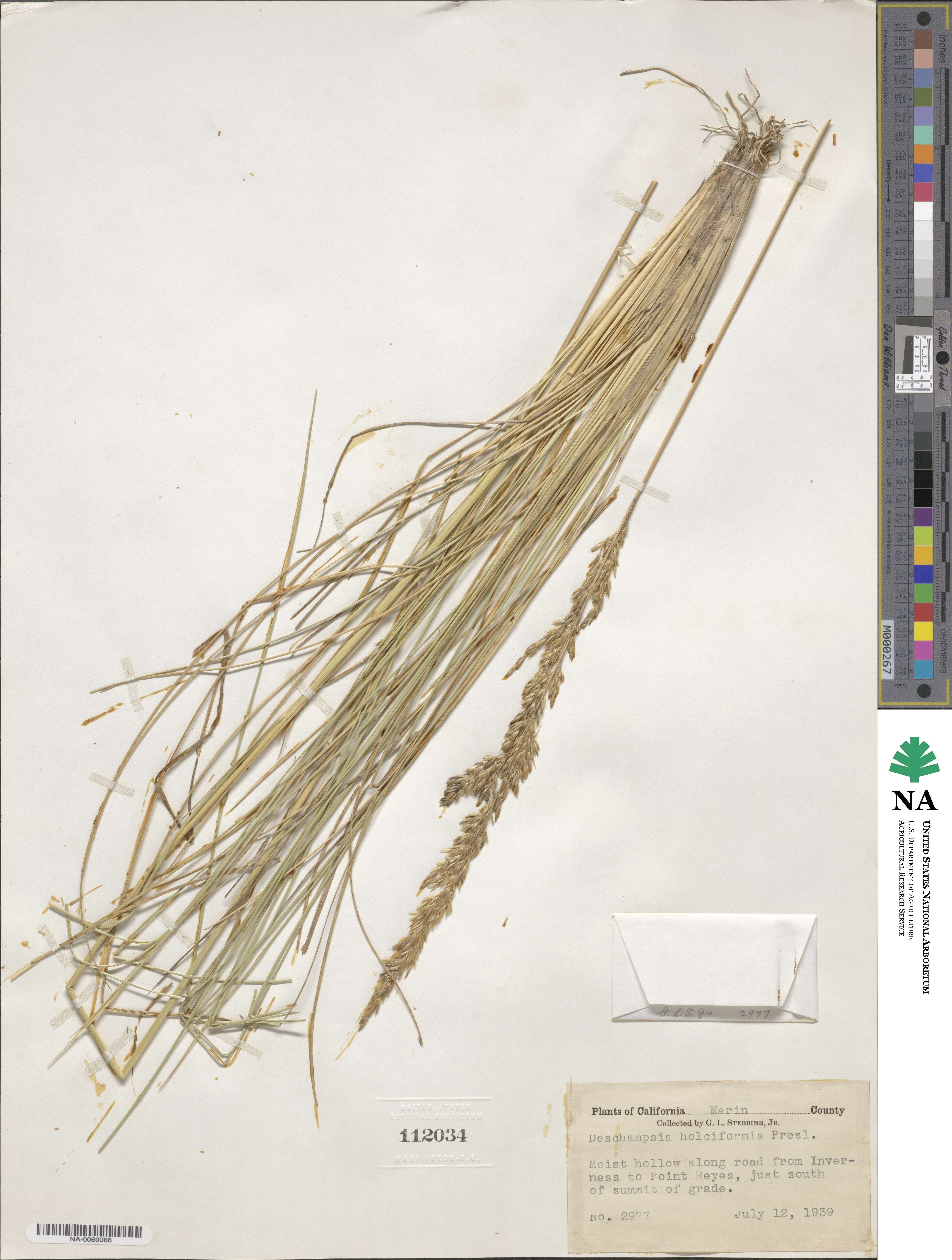 Deschampsia cespitosa image