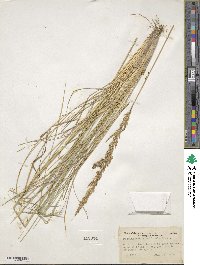 Deschampsia cespitosa image