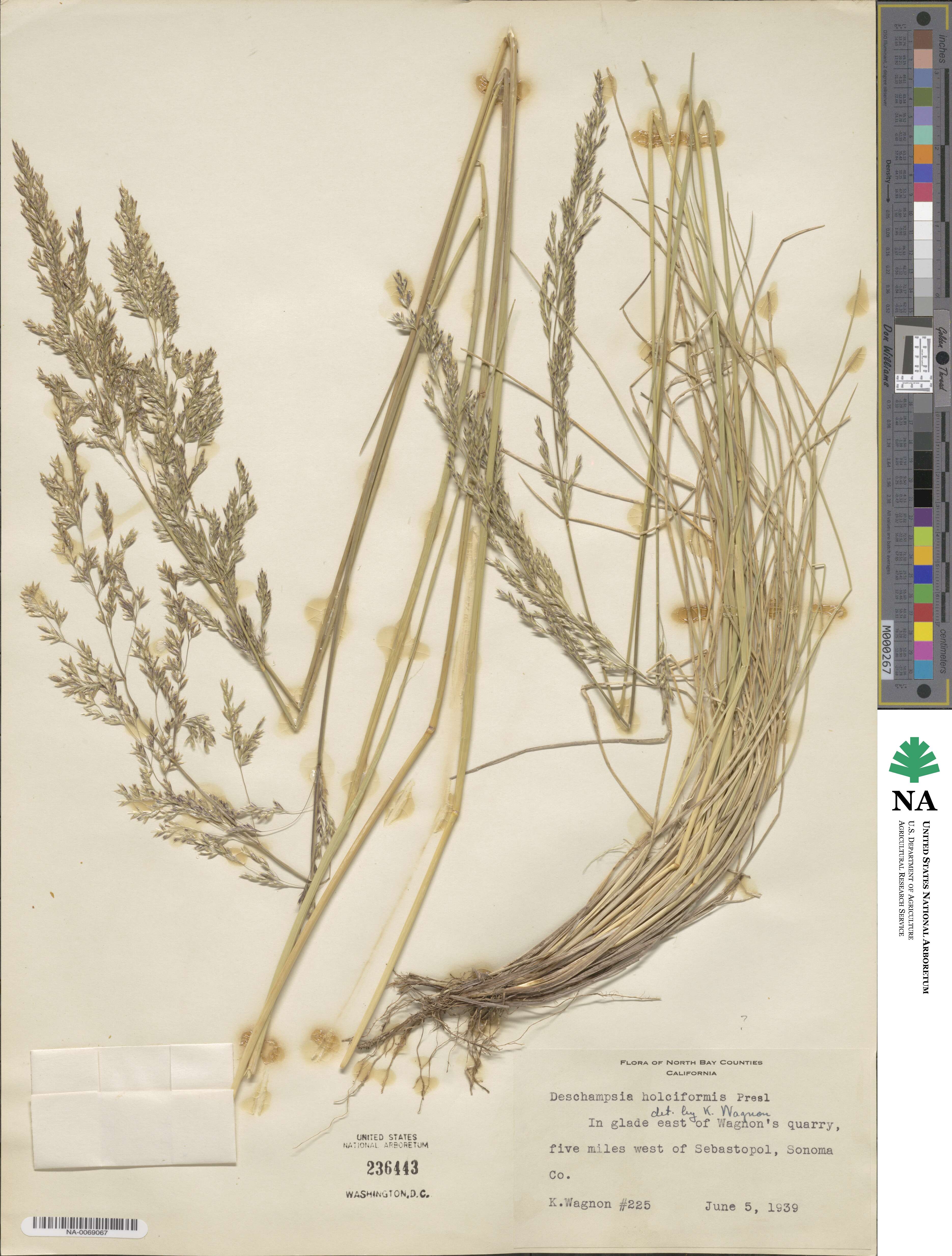 Deschampsia cespitosa subsp. holciformis image