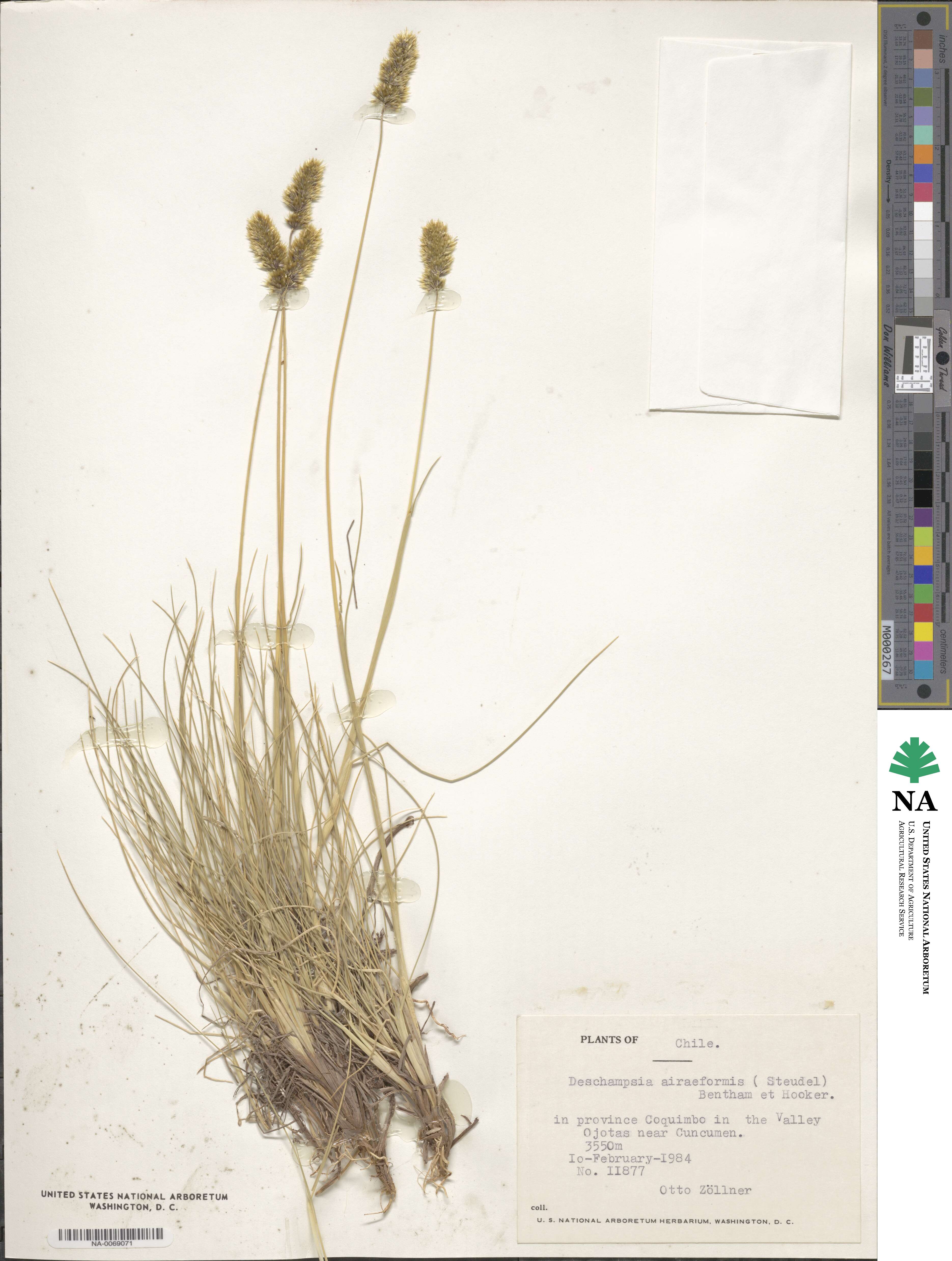 Deschampsia airiformis image