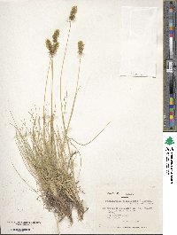 Image of Deschampsia airiformis