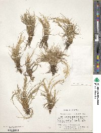 Deschampsia antarctica image