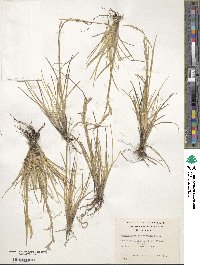 Deschampsia antarctica image