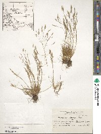 Deschampsia antarctica image