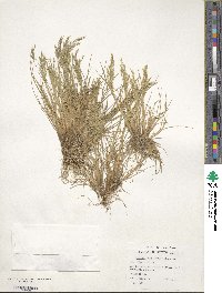 Deschampsia antarctica image