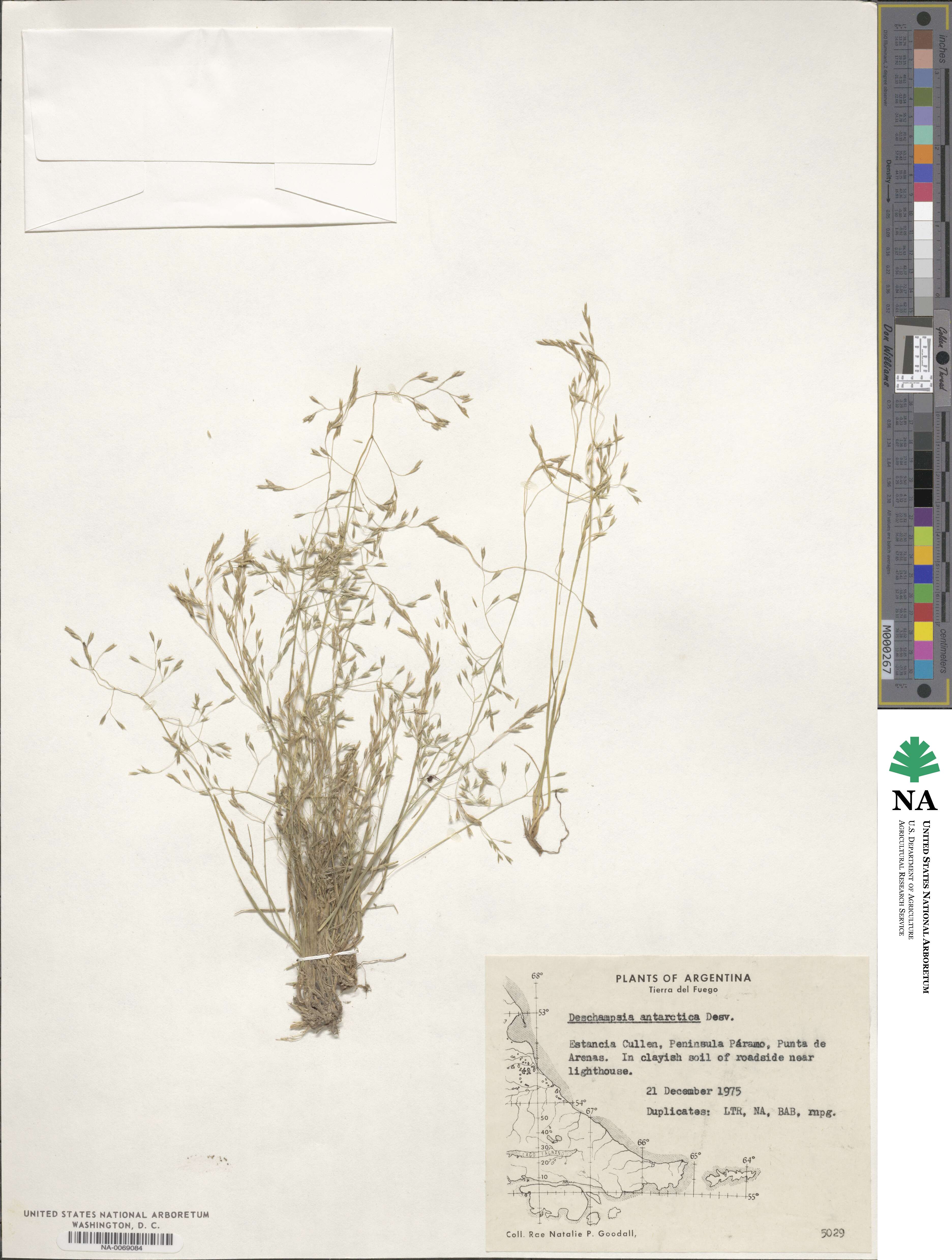 Deschampsia image