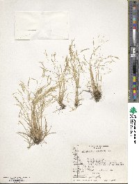 Deschampsia antarctica image