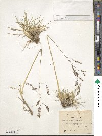 Deschampsia cespitosa image