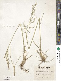 Deschampsia cespitosa image