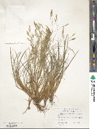 Deschampsia cespitosa image