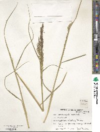 Deschampsia cespitosa image