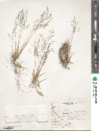 Deschampsia antarctica image