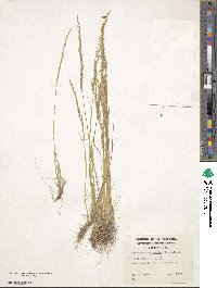 Deschampsia elongata image