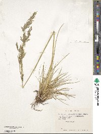 Deschampsia elongata image