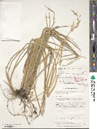 Deschampsia kingii image