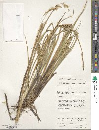 Deschampsia kingii image