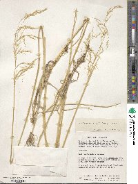 Deschampsia kingii image