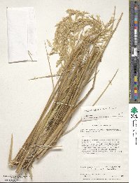 Deschampsia kingii image