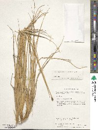 Deschampsia kingii image