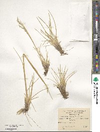 Deschampsia kingii image