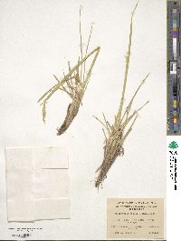 Deschampsia kingii image