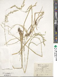 Deschampsia kingii image