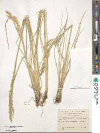 Deschampsia kingii image